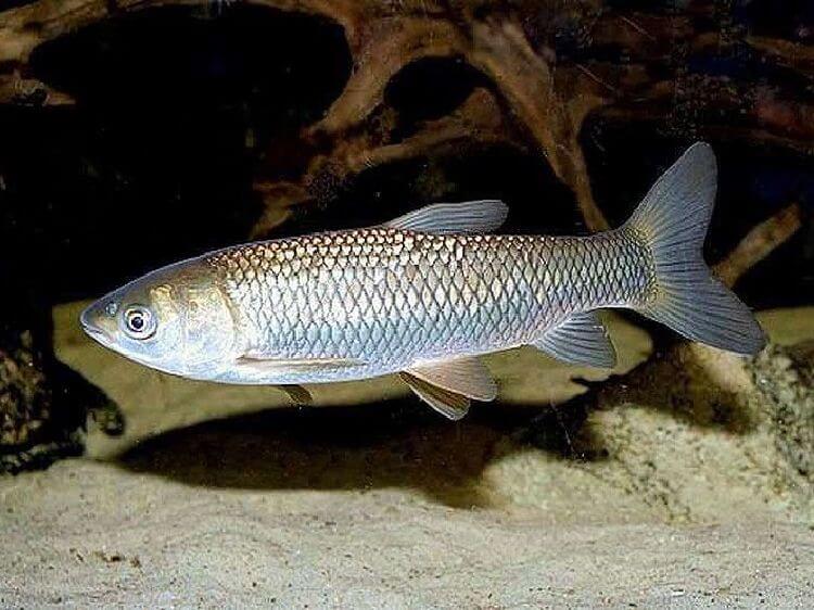 фото рыбы белый амур, как выглядит, где купить для развода AlexFX