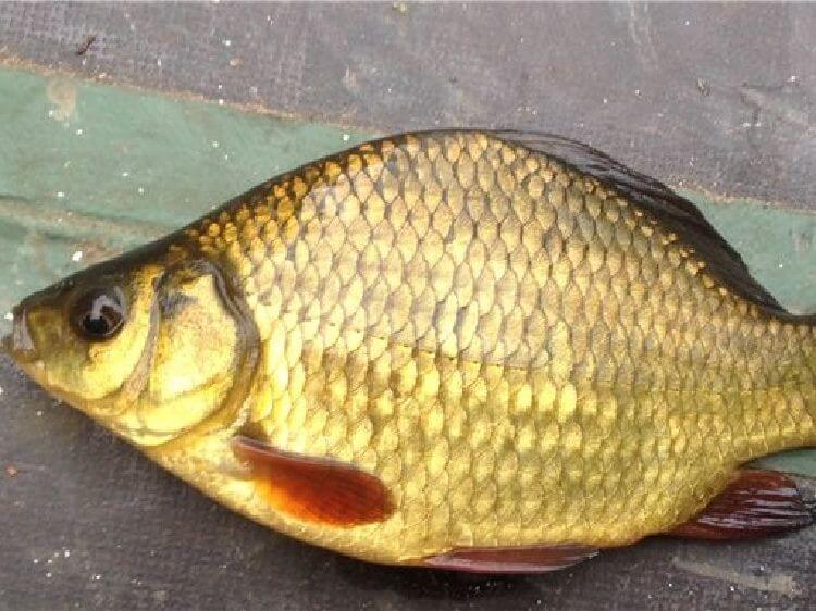 описание и свойства рыбы карась золотой горбатый, где ловить, рыбалка, на что AlexFX