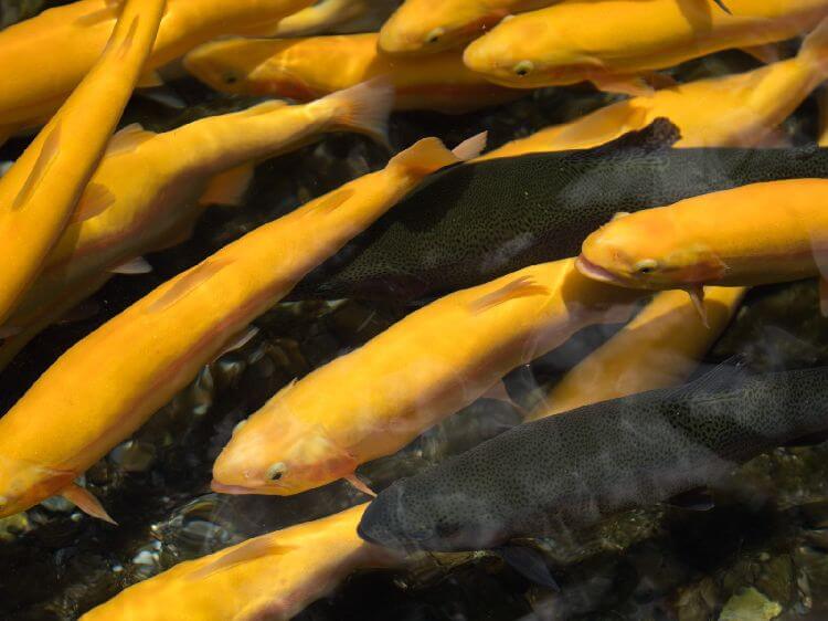 описание и свойства рыбы форель золотая, где ловить, рыбалка, на что AlexFX