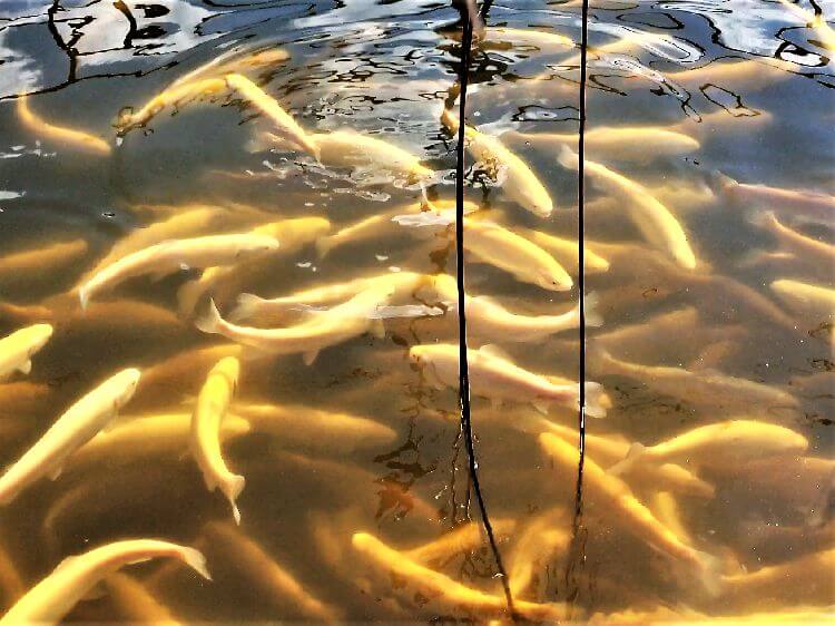 фото рыбы форель золотая, как выглядит, где купить для развода AlexFX
