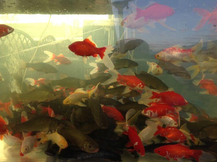фото рыбы декоративный карась, как выглядит, где купить для развода AlexFX