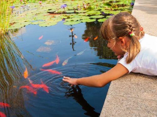 Девочка наблюдает за декоративными рыбами кометами в пруду AlexFX