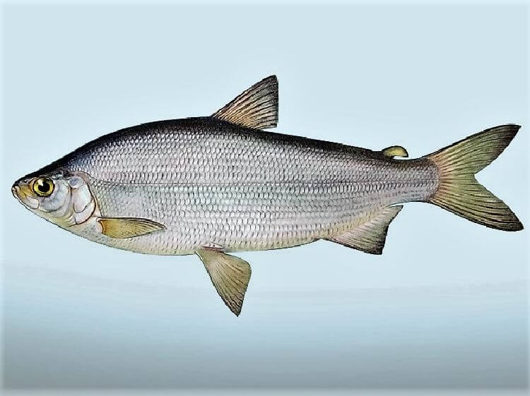 описание и свойства рыбы пелядь, где ловить, рыбалка, на что AlexFX