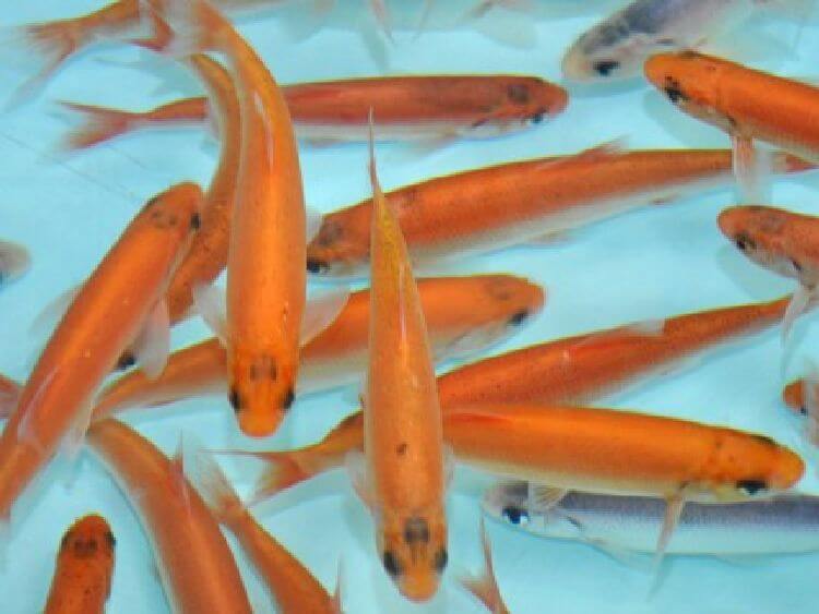 фото рыбы орфа или золотой язь, как выглядит, где купить для развода AlexFX